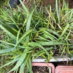 アロエ④ の画像