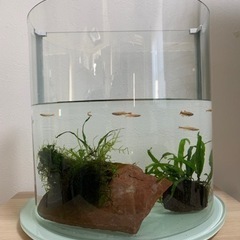 ゴールデンアカヒレ　ミナミヌマエビ（水槽、水草、石付き）