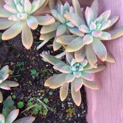 多肉植物