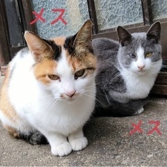 グレー✖️白6ヶ月避妊手術済み