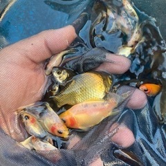 杭全鮒金くいたふなきん3匹　自家産の画像