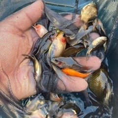 杭全鮒金くいたふなきん3匹　自家産