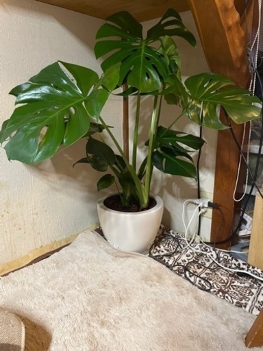 観葉植物　モンステラ8号　陶器鉢（現在取引中）