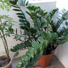 観葉植物ザミオクルカスの画像