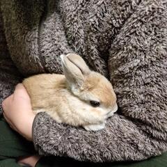 ネザーランドドワ－フ　５歳　雄　飼ってください