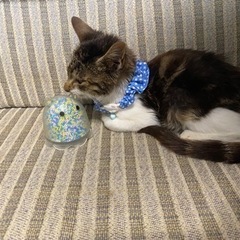 子猫　里親募集