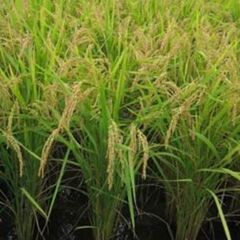 【お取引中】令和５年産 きぬむすめ 玄米30kg