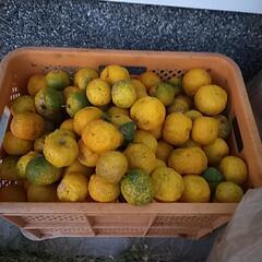 完全無農薬！物部町ゆず　1コンテナ