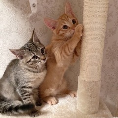 【7月末生まれ】超キュートな子猫兄妹♡里親募集