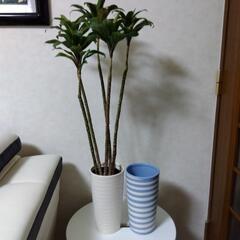 ✰ありがとうございますm(__)m決まりました❗観葉植物　熱帯植...
