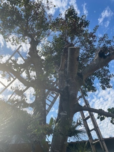 一時停止　薪　燃料　モチノキ　11/23②