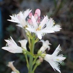 絶滅保護累代株　ミツガシワ　水草 - 町田市