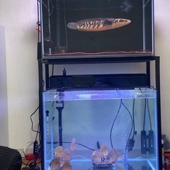 水槽　セット　60cm 2台