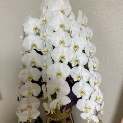 胡蝶蘭 お花 贈り物