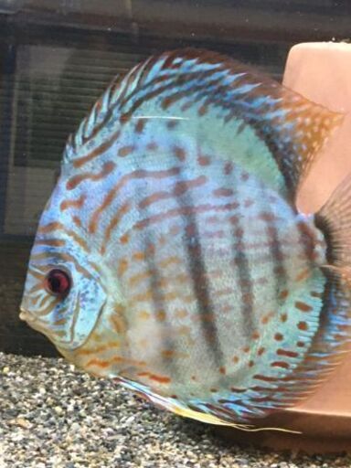 受付再開します！水槽関連　極美！ロートターキス　ディスカス　♂１６ｃｍサイズ　稚魚育成経験あり！