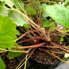 ワイルドストロベリー（苗ポット11個）の画像