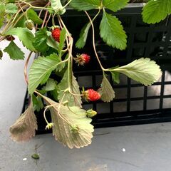 ワイルドストロベリー（苗ポット11個）の画像