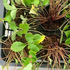 ワイルドストロベリー（苗ポット11個）の画像