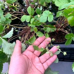 ワイルドストロベリー（苗ポット11個）の画像