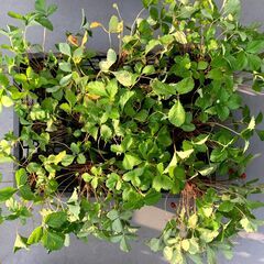 ワイルドストロベリー（苗ポット11個）