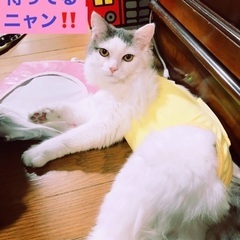 🔔🎄🐈12月17日(日)すみれペットクリニック様にて主催『立川地...