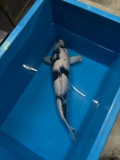 期間限定値下げ！錦鯉❗️白写り‼️75cm