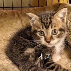 生後1ヶ月半くらいの子猫 オス1匹
