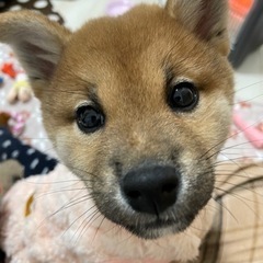 犬友達募集