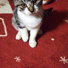 【終了】可愛い子猫！生後4ヶ月！里親募集中！