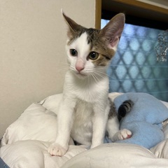 肩のり大好きテン君