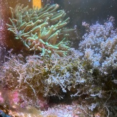 まだまだ受け付け中‼️海藻水槽作りにいかがですか? の画像