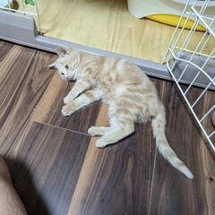 マーブル模様のミルクティー柄茶トラ🍀(ご相談中) - 猫
