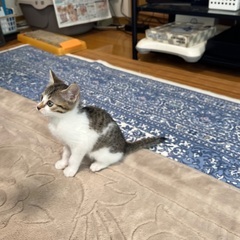 白キジのメス子猫ゆずちゃん