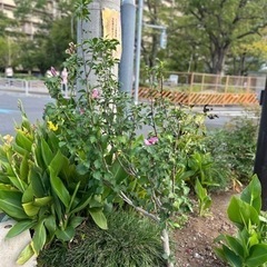 庭木 苗木 樹木 花の苗 無料！の画像