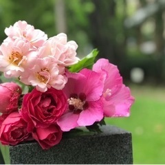 庭木 苗木 樹木 花の苗 無料！