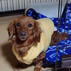【募集停止中】人が大好き、食べるの大好き女子のあんこちゃん