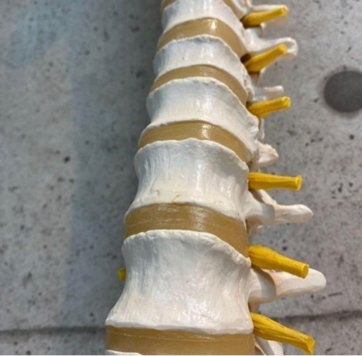 3B Scientific GmbH 脊柱背骨 大腿骨付 模型 20210501