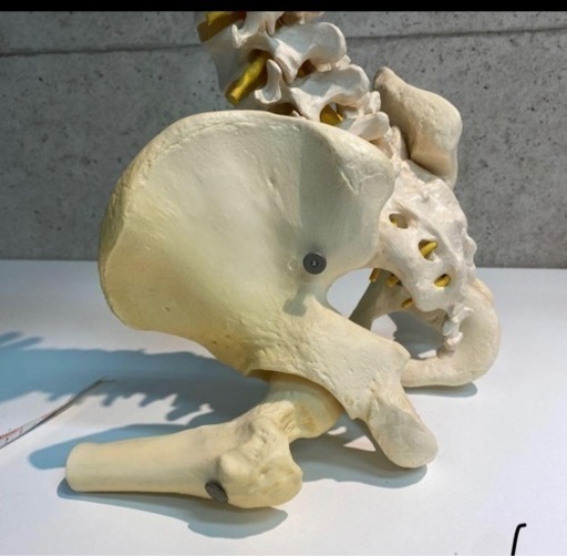 3B Scientific GmbH 脊柱背骨 大腿骨付 模型 20210501