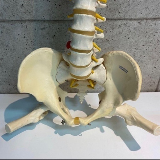 3B Scientific GmbH 脊柱背骨 大腿骨付 模型 20210501