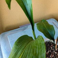 ハラン 観葉植物の画像