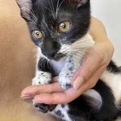 変わり柄きょうだい♡黒白だるめしにゃんとグレー三毛ちゃん - 大阪市