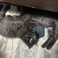 黒猫女の子2ヶ月くらい − 広島県