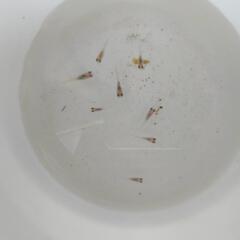 アルビノメダカ　8匹