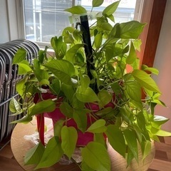 観葉植物