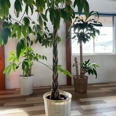 観葉植物