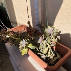 多肉植物