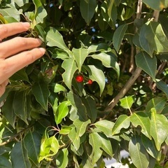 木の画像