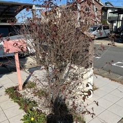 木