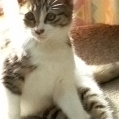 子猫で女の子年齢は0歳