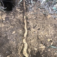 残り１つになりました！掘りました　天然山芋堀　天然自然薯